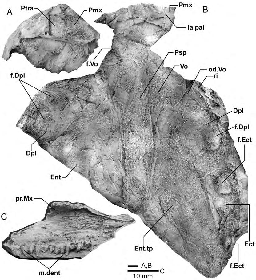Figure 4. Edenopteron keithcrooki gen. et sp. nov. Holotype (ANU V3426).
