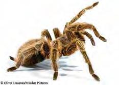 TRAVELING TARANTULAS NATUREWATCH Relatively common throughout Texas, the Tarantula (Aphonopelma sp.) is Texas heaviest and largest spider.
