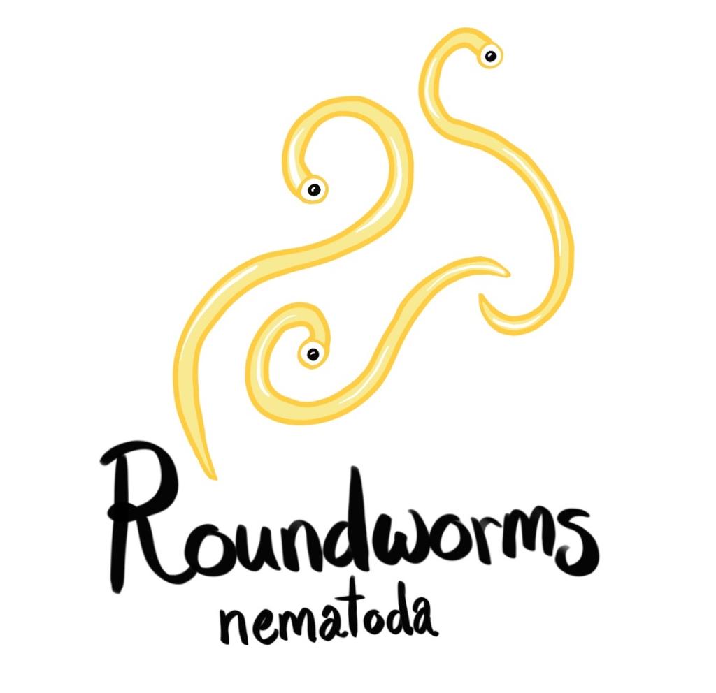 nutrients already digested by its host! Roundworms (Phylum Nematoda) have a long, smooth, unsegmented body.