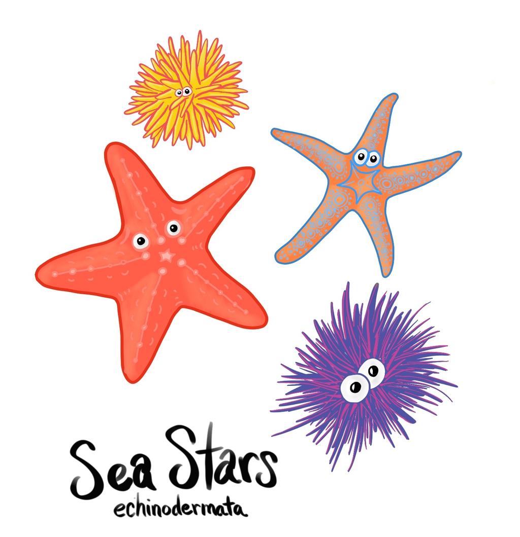 Sea Stars (Phylum Echinodermata), or echinoderms, include sea cucumbers, sand dollars, sea stars and sea urchins. They all live in the sea.
