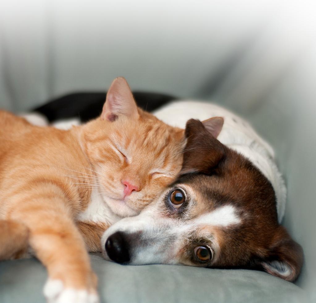 We know how difficult it can be for cat owners and owners of senior pets to fully understand the importance of annual