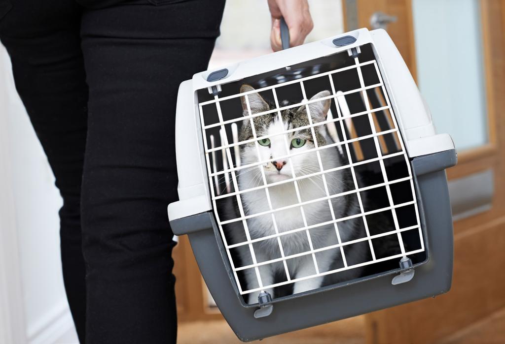 The study showed overall outstanding results and impressive responses from cat owners, owners of senior pets, and long-term inactive owners. visit compared to those of medium and small practices.