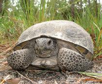 Turtle Nesting: Please Do Not Allow Your Dogs To Dig!! In Florida, the gopher tortoise is listed as threatened. Both the tortoise and its burrow are protected under state law.