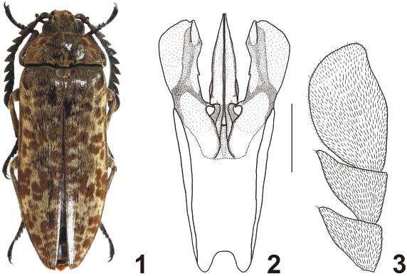 Acta Entomologica Musei Nationalis Pragae, 48(1), 2008 69 Figs. 1-3. Eulichas pantherina sp. nov. (holotype). 1 habitus; 2 aedeagus in dorsal view; 3 male antennomeres IX-XI. Scale bar: 1 mm (Figs.