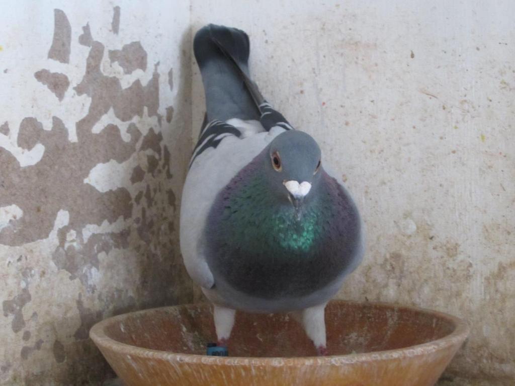 1 NATIONAL / 16.442 YEARLINGS GAIE BROTHERS This pigeon allready won 2 x 1 Prize this year on 4 races... and now 1 National! A REAL WINNER! The National winner of GAIE BROTHERS against 16.