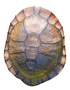 031.2 Conservation Biology of Freshwater Turtles and Tortoises Chelonian Research Monographs, No. 5 Figure 2. Dorsal and ventral view of the shell of a female Chelodina longicollis.