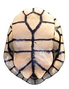 Chelodina longicollis was the first Australian freshwater turtle to be described, having been collected by Sir Joseph Banks during Captain Cook s first voyage down the east coast of Australia in 1770
