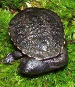 Chelodina sulcata, described by Gray (1856a) and then erroneously referred to as Chelodina sulcifera by Gray (1856b), was for a while recognized as distinct from C.