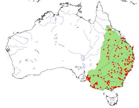 Chelidae Chelodina longicollis 031.3 Figure 5. Distribution of Chelodina longicollis in Australia.