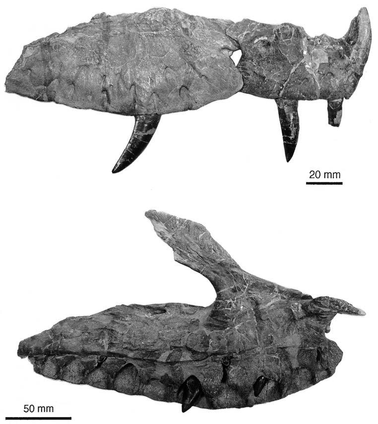 gower, new rauisuchian archosaur from southern germany 13 border to the large antorbital fenestra, and holds a large proportion of the surrounding antorbital fossa.