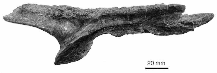 gower, new rauisuchian archosaur from southern germany 17 Fig. 7. Incomplete left nasal of SMNS 52970 in lateral view. Lacrimal (Fig.