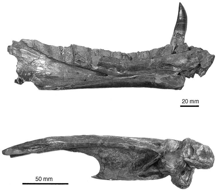 gower, new rauisuchian archosaur from southern germany 35 A B Fig. 21. A: left dentary of SMNS 80260 in medial view; B: right surangular and articular of SMNS 80260 in dorsomedial view.