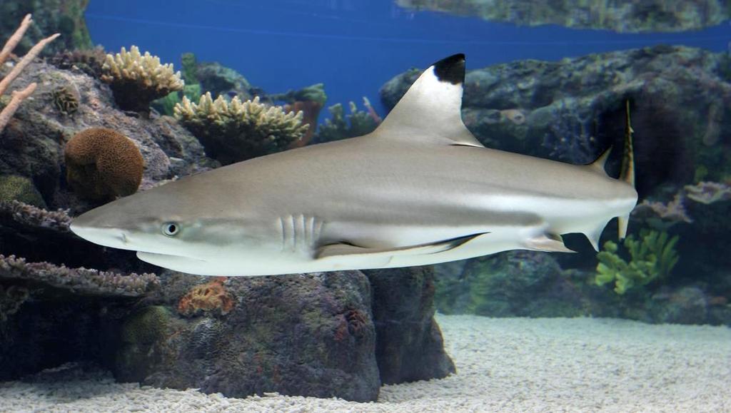 Binomial Nomenclature Example Blacktip Reef Shark: Carcharhinus melanopterus Carcharhinus: requiem shark