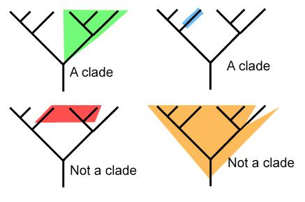 Modern Classification: A clade is a group of species that have a single common ancestor