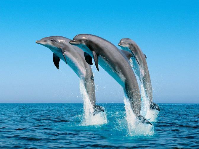 Cetacea (Porpoise) Family: Delphinidae (Dolphin)