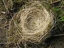 Build-A-Nest Help children make their own bird nests using brown paper lunch sacks, mud, and a variety of nesting materials (yarn, leaves, grass, scraps of paper or fabric, sticks, dryer lint, and so
