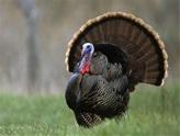 Tall as a Turkey (math) Are you as tall as a Wild Turkey? Adult make Wild Turkeys grow to be 2 ½ to 3 feet tall. How tall are you?