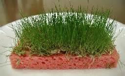 Watch Grass Grow At a center near a window, place grass seed on a wet sponge.