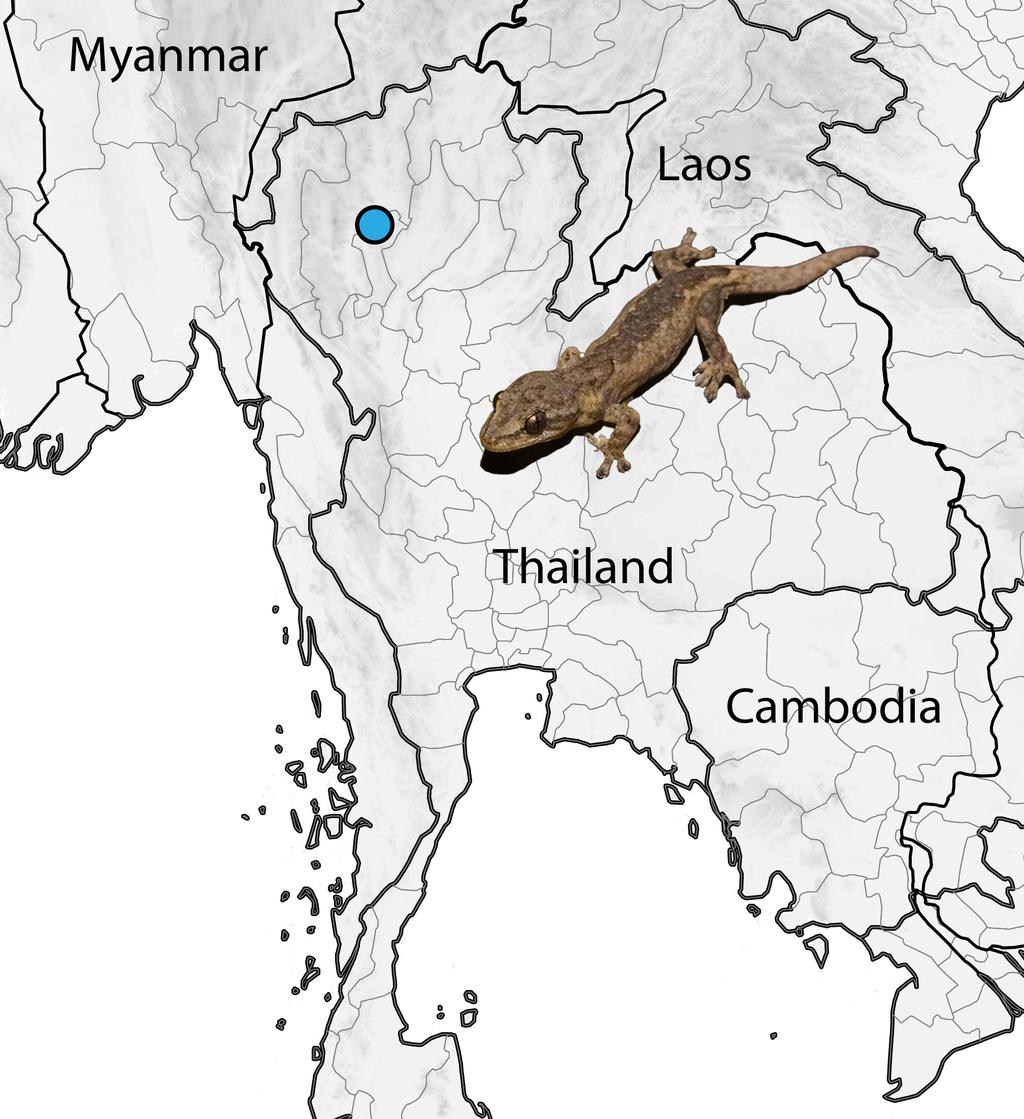 FIGURE 1. Map showing the type locality of Hemiphyllodactylus chiangmaiensis sp. nov. at Chiang Mai, Chiang Mai Province, Thailand.
