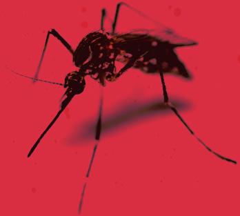outbreaks of West Nile virus and the introduction of other viruses like the Chikungunya and Zika viruses. As long as mosquito-borne infections exist, mosquito control matters.