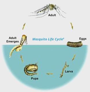 The Insect Mosquitoes are members of the family Culicidae in the order Diptera (true flies). Mosquitoes are insects that develop through four distinct life stages egg, larva, pupa and adult.