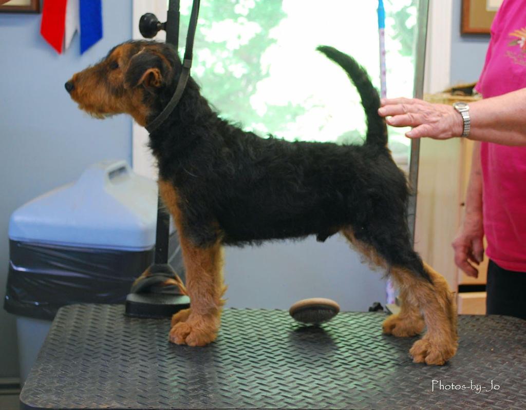 What contributes to a winning Airedale? Breeding a wining Airedale often happens by chance and can be difficult to replicate.
