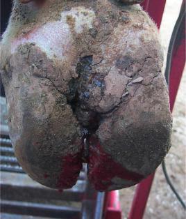 Bulb rot (heel horn erosion, slurry heel lesions) A further infectious disease is bulb rot. Its emergence is likewise favoured by moisture and unclean husbandry conditions.