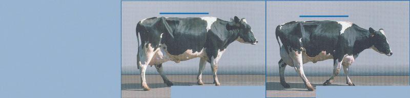 Evaluation of cow lameness Locomotion Score Clinical Description: Normal 1 Description: Stands and walks normally. All feed placed with purpose.