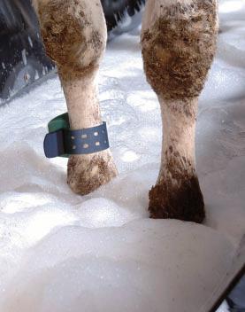 Treatment and prevention Milk producers control and protect their herds against hoof problems such as Dermatitis digitalis (Mortellaro), with various methods.