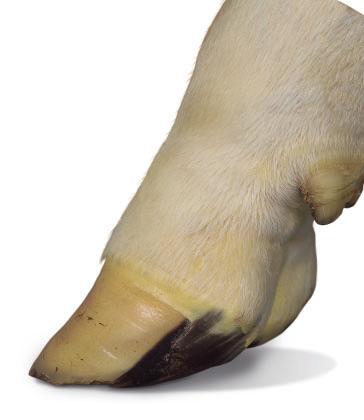 Introduction Hoof problems, an increasing worry Actual reports show that hoof problems and lameness could currently be resulting in higher costs than, for example, mastitis! Lameness is the new no.