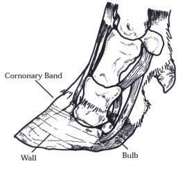 The anatomy of the hoof The diseases affecting the hoof are best understood by having a good understanding of hoof anatomy.