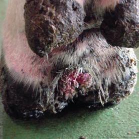 Towelling type appearance of lesions like these can have microbial causes Dermatitis digitalis is first apparent as a raw, painful red area. The hairs around this area are either upright or matted.