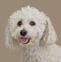 Orange County is proud to once again host the Bichon Bash at the beautiful Irvine Animal Care Center, recipient of the 2007 Shelter of the Year Award, situated on five acres that looks more like a