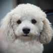 The annual Bichon Bash is the primary fundraising event to support our rescue efforts. As those of you who have attended previously know, this is a truly special event.