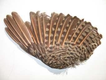Feather Structure Vane Rachis Calamus Contour Feather A bird wing is made up of contour feathers.