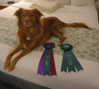 #1 Owner Handled Tibetan Spaniel for 2016 Colleen Whalen and Kate (Toller) K9 Nosework