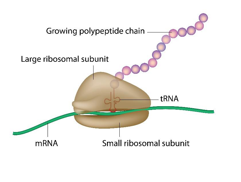Figure 4. Protein Synthesis. Alila Medical Media When ribosomes are bound with gentamicin they are no longer able to synthesize protein and the bacterial cell ceases to grow and divide.