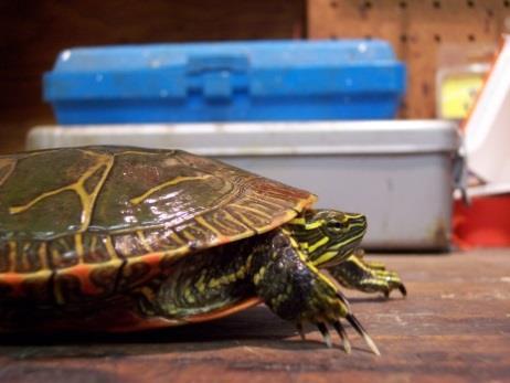 petitioned the State of Iowa requesting immediate repeal of commercial turtle harvest