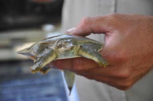 Thereafter The Iowa DNR formed Joint Committee on Turtle Harvest to review turtle