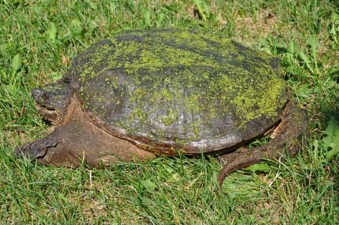 Summary Turtle life history characteristics (long-lived, high age at maturity, low reproductive output, high nest & hatchling predation) suggest they are vulnerable to