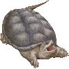 dressed turtles No Reporting Required Can t Be Sold Commercial Harvesters Commercial Turtle License - $100 (R), $400 (NR)