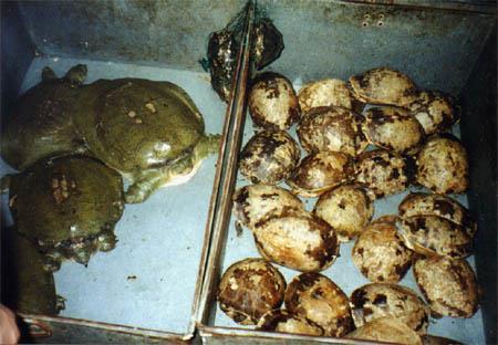 Turtles utilized for food, medicinal additives, &