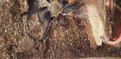 Tarantulas in a special room in her house called the Tarantula Room Apprehension Animal