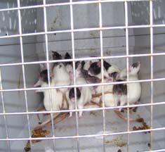 Inside the house rats were running around everywhere we were right back where we started We reminded her of the Hearing Officer s ruling of 10 male rats She admitted that it