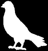 The Racing Pigeon section is held in accordance with the Royal Pigeon Racing Association.