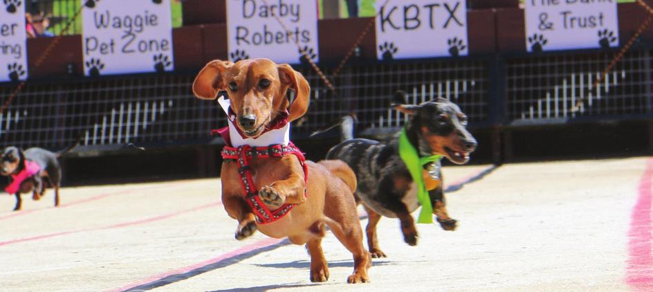WIENER FEST IS COMING: OCTOBER 14-16 Three days worth of fun events planned at Wolf Pen Creek Wiener Fest is Aggieland Humane Society s biggest fundraiser of the year.