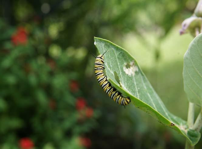 A caterpillar can eat a leaf like the one above in an hour.