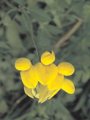 Dobro su ispitane dve biljne vrste, koje su bogate kondenzovanim taninima. To su dve vrste zvezdana Lotus corniculatus (slika 1) i Lotus pedunculatus (slika 2).