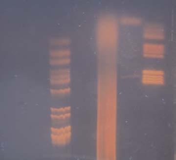 Vet. glasnik 64 (3-4) 159-167 (2010) N. Mili} i sar.: Primena lan~ane reakcije polimeraze (PCR) i metode Real-time PCR u brzoj identifikaciji gove eg herpesvirusa 1 M 1 M M M 1 183 bp 478 bp Slika 1.