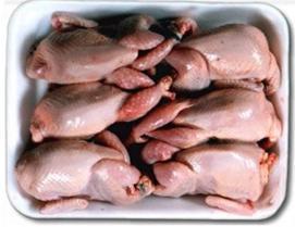 Diseases of quails When there is deficiency of vitamins and minerals in the female quail breeders, the chicks obtained from their fertile eggs are usually lean with weak legs.
